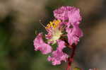 Crapemyrtle